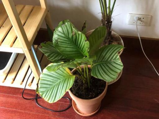 青苹果竹芋叶子发黄如何办