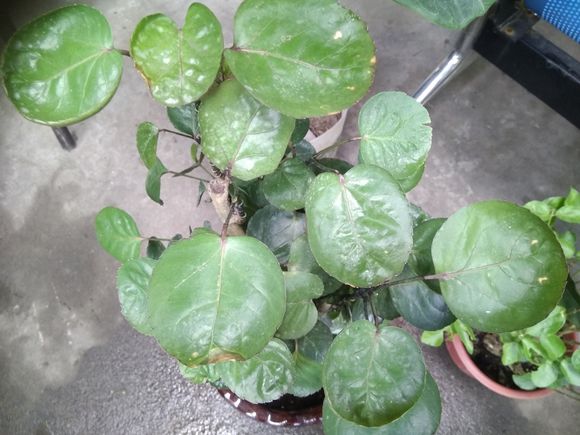 金钱兜烂根如何处理