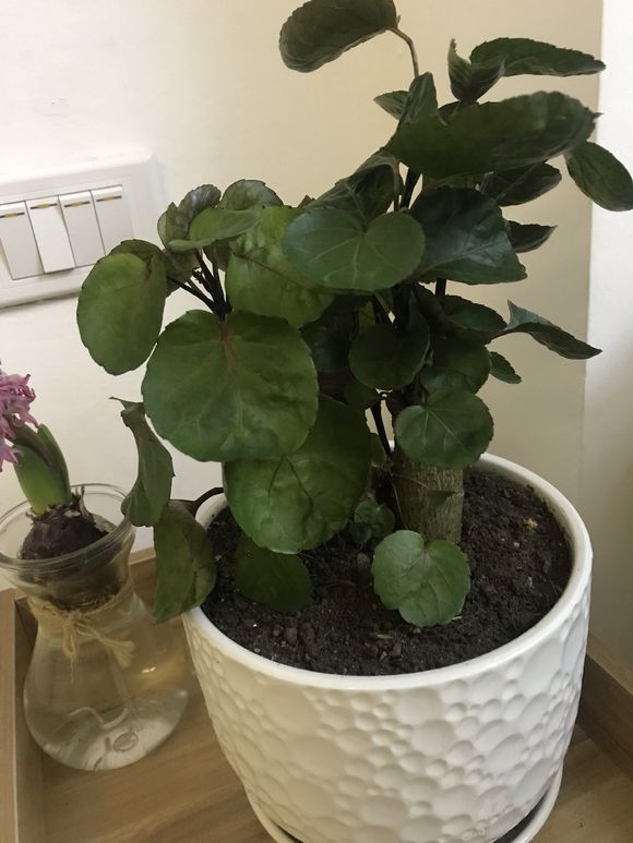 金钱兜烂根如何处理