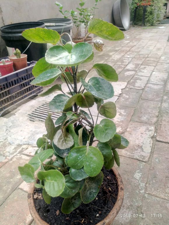 金钱兜烂根如何处理