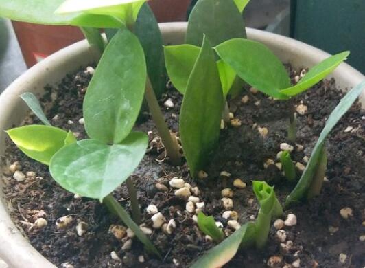 金钱树烂根剪掉后咋种