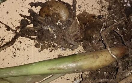 金钱树烂根剪掉后咋种