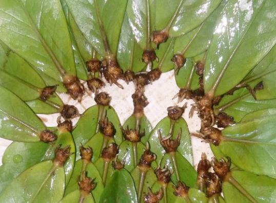 金钱树烂根剪掉后咋种