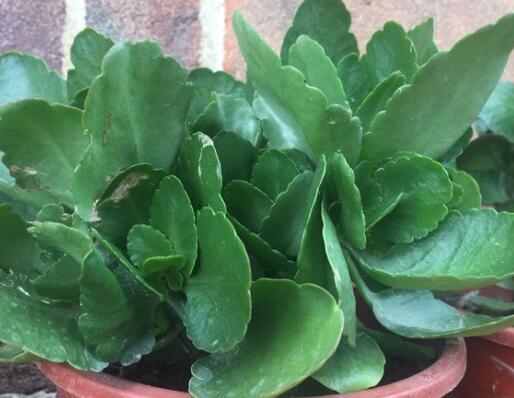 长寿花叶子变软变薄的原因