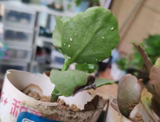 长寿花叶子变软变薄的原因