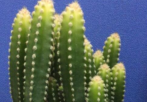 万重山烂根如何办