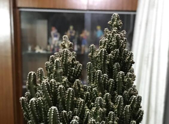 万重山烂根如何办