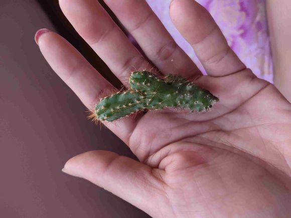 万重山变软了还能救活吗，听实话