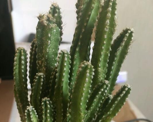 万重山变软了还能救活吗，听实话