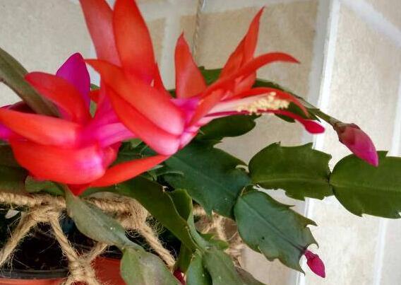 蟹爪兰蚧壳虫会爬到人身上吗