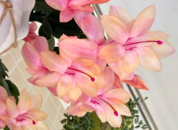 蟹爪兰蚧壳虫会爬到人身上吗