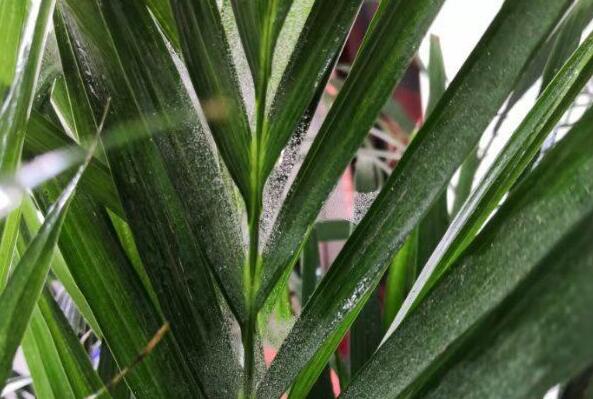 富贵椰子红蜘蛛如何治