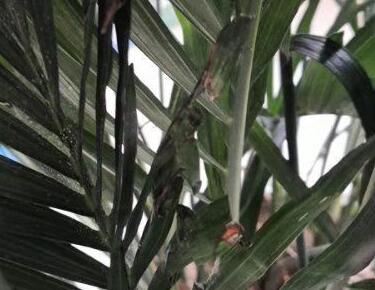 富贵椰子红蜘蛛如何治