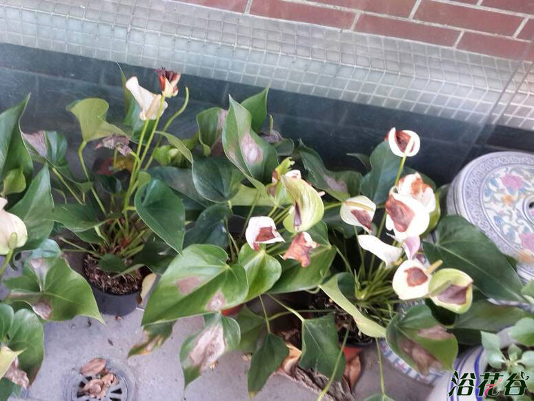 红掌叶子晒伤如何处理