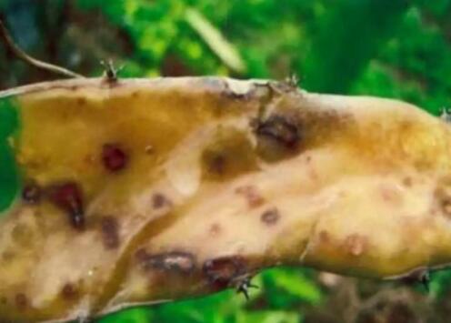 火龙果茎腐病、软腐病、疮痂病的预防和治疗办法