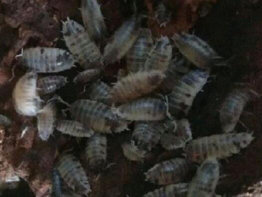 花盆里潮虫如何去除