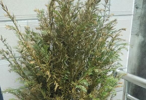 红豆杉叶子发黄如何回事