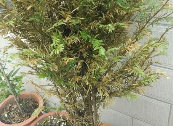 红豆杉叶子发黄如何回事