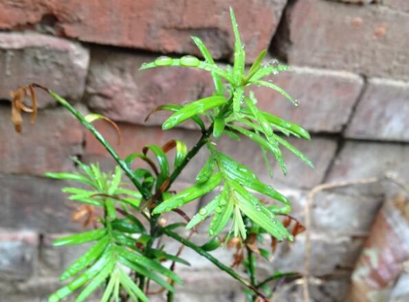 红豆杉叶子发黄如何回事