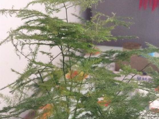 夏季文竹发黄如何挽救