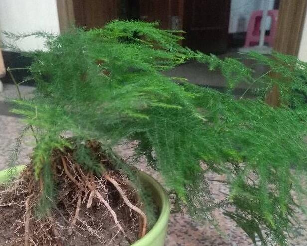 夏季文竹发黄如何挽救