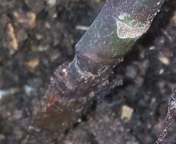 夏季长寿花杆发黑如何办,果断剪掉