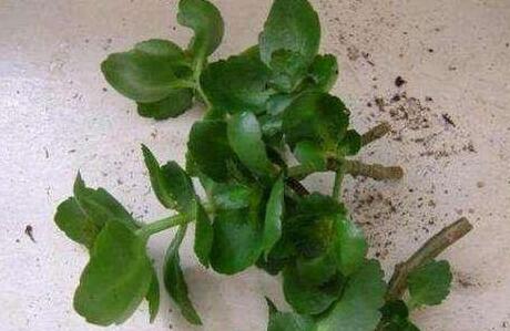 夏季长寿花杆发黑如何办,果断剪掉