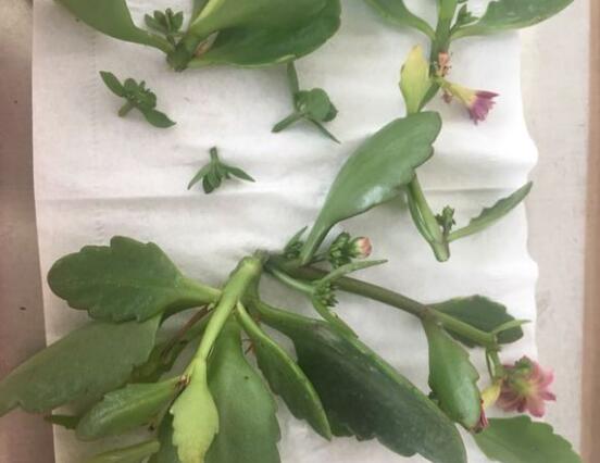 夏季长寿花杆发黑如何办,果断剪掉