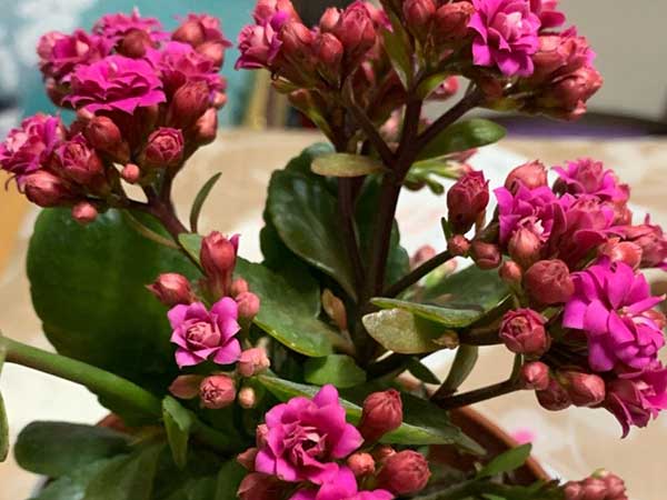 长寿花长腻虫了如何办,不用打药