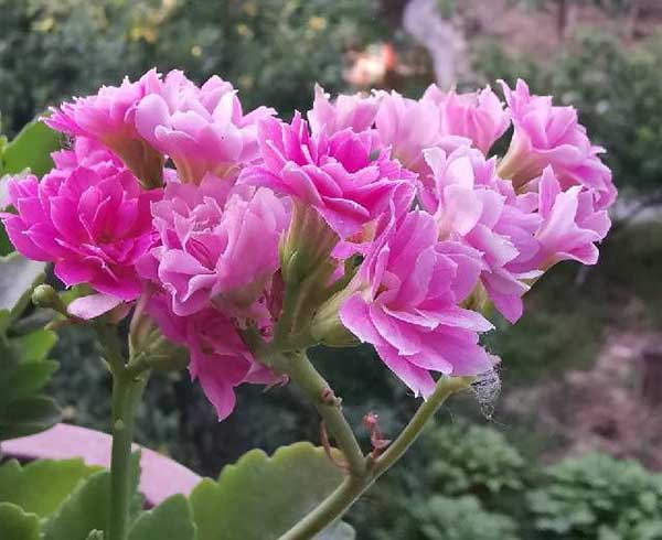 长寿花长腻虫了如何办,不用打药