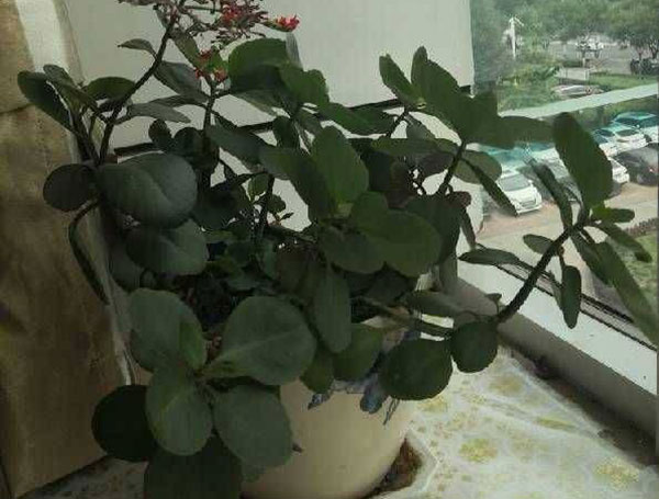 长寿花长腻虫了如何办,不用打药