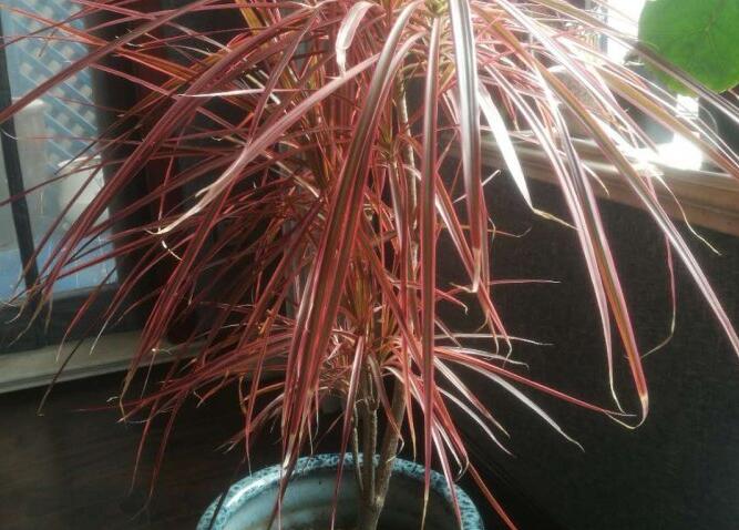 千年木叶尖枯萎如何办,留意环境湿度