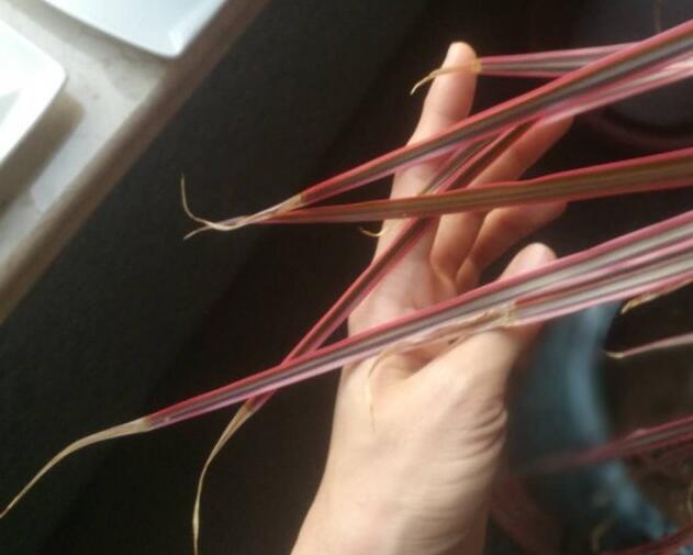 千年木叶尖枯萎如何办,留意环境湿度