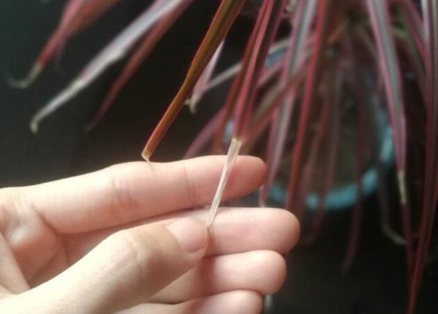 千年木叶尖枯萎如何办,留意环境湿度