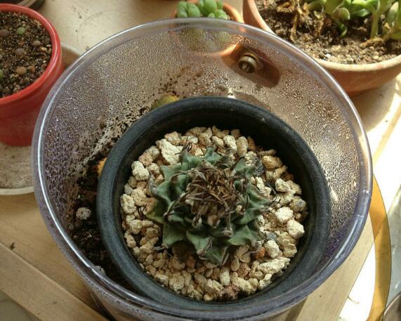 仙人球没有根能活吗,大多数都可以