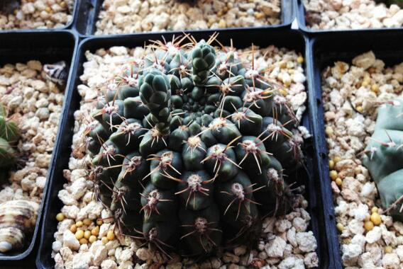 仙人球没有根能活吗,大多数都可以