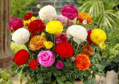 白色洋牡丹花的花语是什么