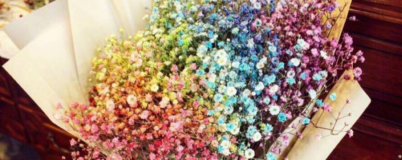 满天星如何保存