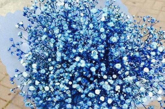 满天星如何保存