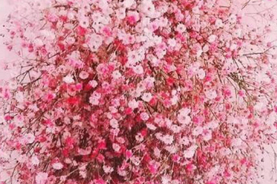 满天星如何保存