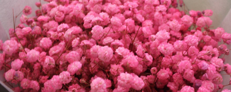 满天星干花如何插花瓶