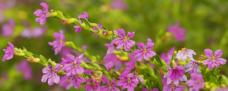 满天星枯萎了如何救活