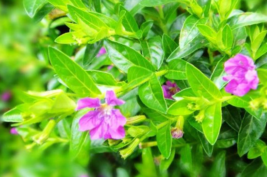 满天星枯萎了如何救活