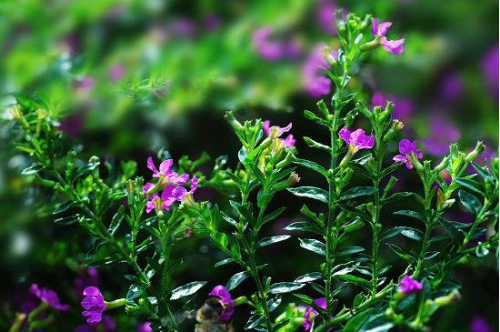 满天星枯萎了如何救活