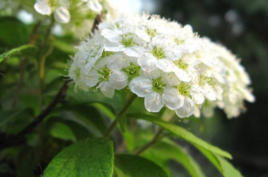 满天星枯萎了如何救活