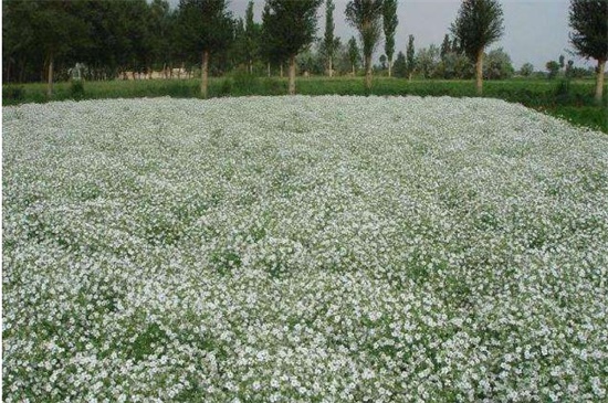 垂吊满天星如何修剪，病枝修剪保留主干