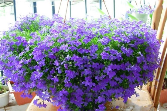 垂吊满天星如何修剪，病枝修剪保留主干