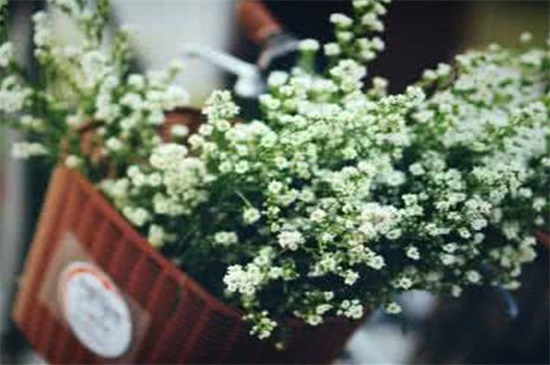 垂吊满天星如何修剪，病枝修剪保留主干