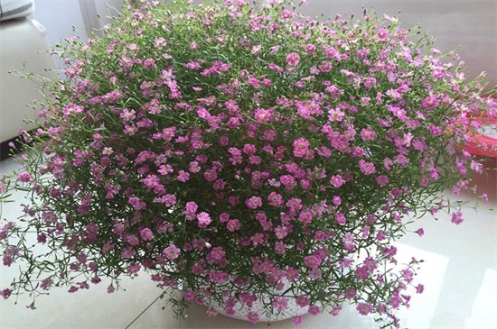 垂吊满天星如何修剪，病枝修剪保留主干