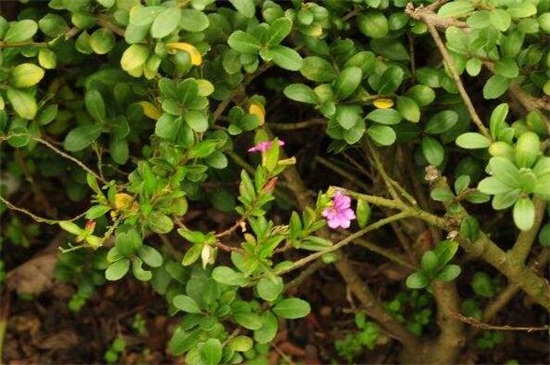 满天星叶子可以喷水吗，可喷水实行水分补充